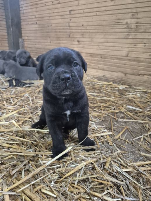 Cane Corso štenci