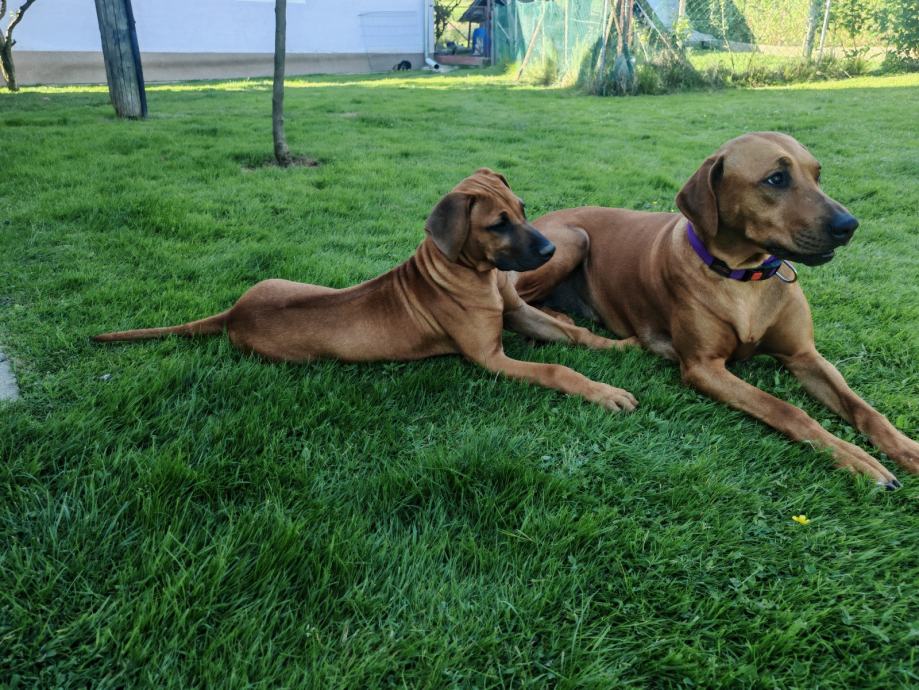 Rodezijski ridgeback
