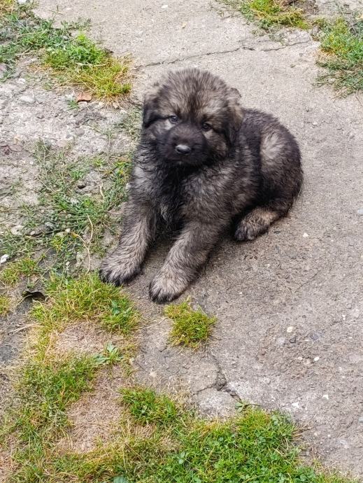 Šarplaninac štenci
