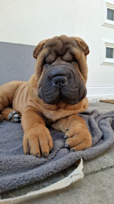 Shar Pei