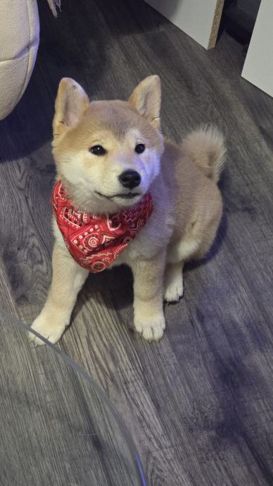 SHIBA INU štenci, vrhunsko leglo