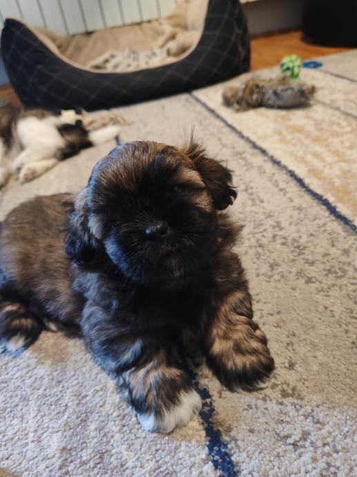 Shih tzu