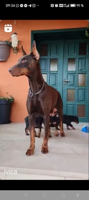 Doberman štenci