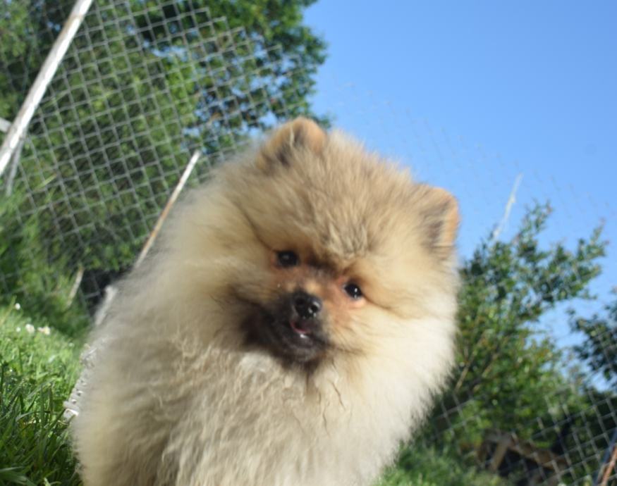 Štenci pomeranskog špica - pomeranac