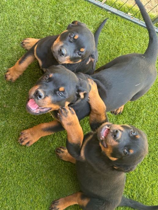 Štenci rottweilera , 3 ženke