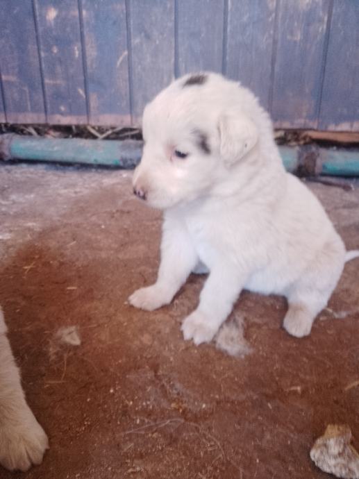 Štenci tornjaka vrhunsko leglo