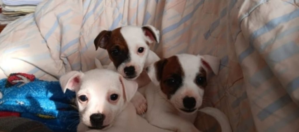 Jack russell terijer štenci sa rodovnicom izložbeni primjerco