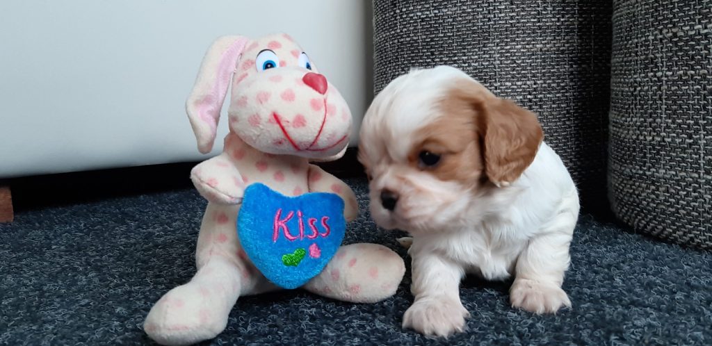 Cavalier King Charles Španiel štenci, pomoć u odgoju i školovanju