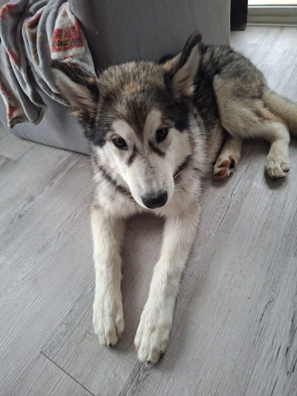 Poklanjamo aljaškog malamuta