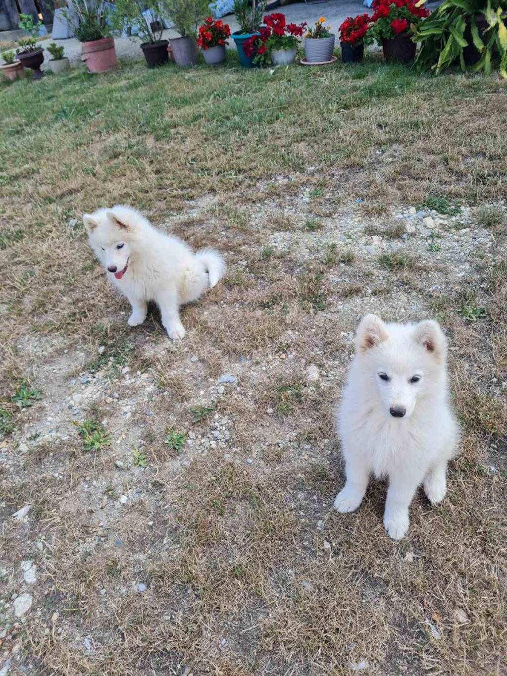 Samojed štenci