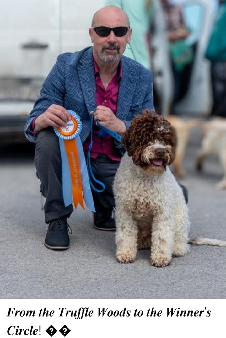 Lagotto Romagnolo vrhunski parnjak