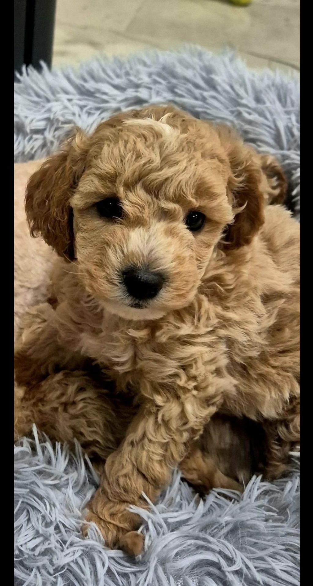 Mini/toy pudle
