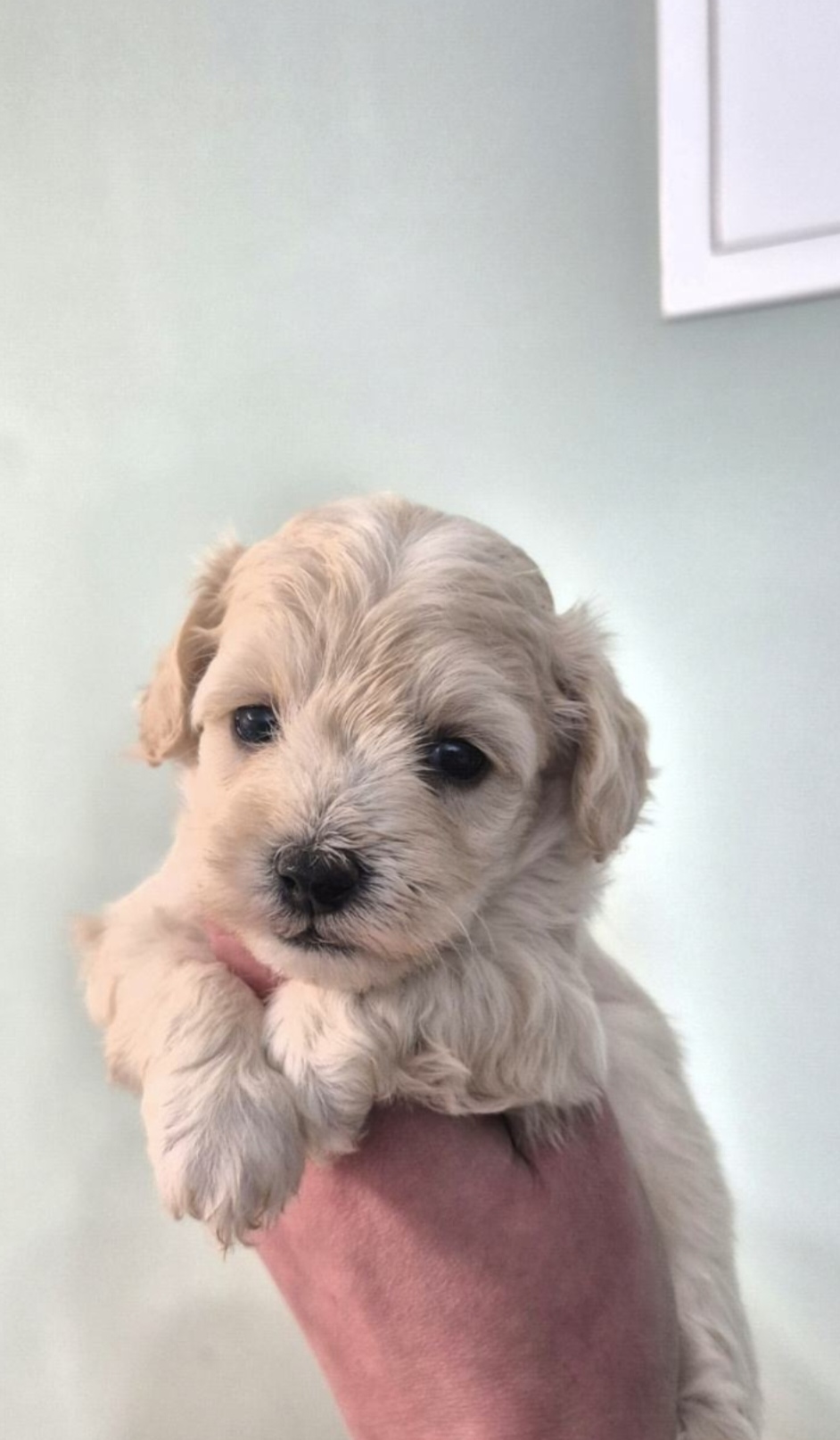 Maltipoo❤️