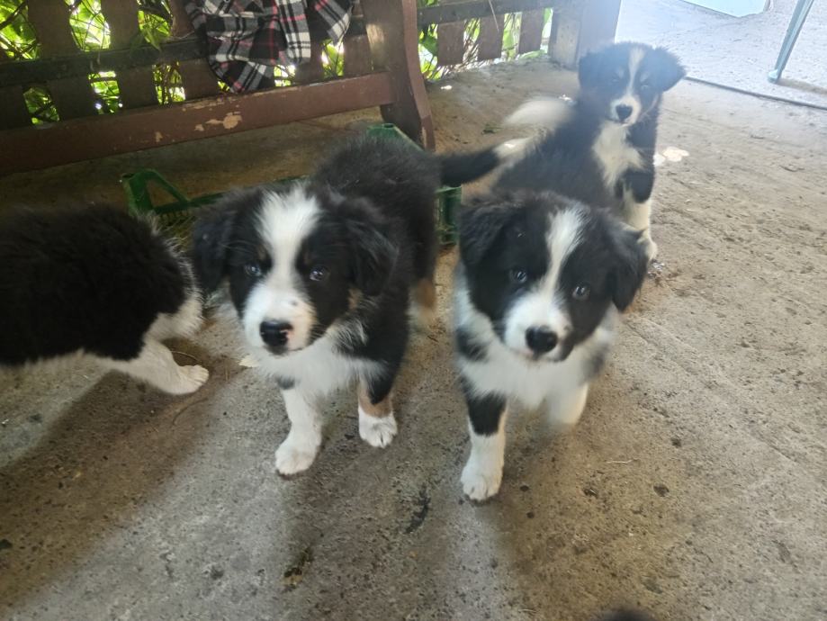 Border Collie