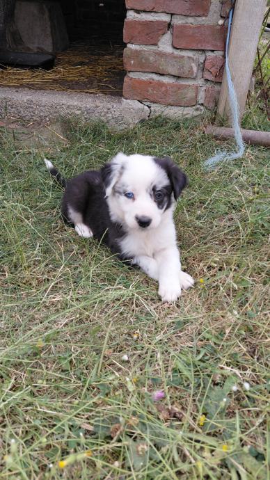 Border Collie štenci