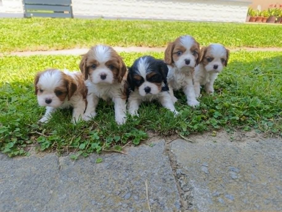Cavalier King Charles Spaniel