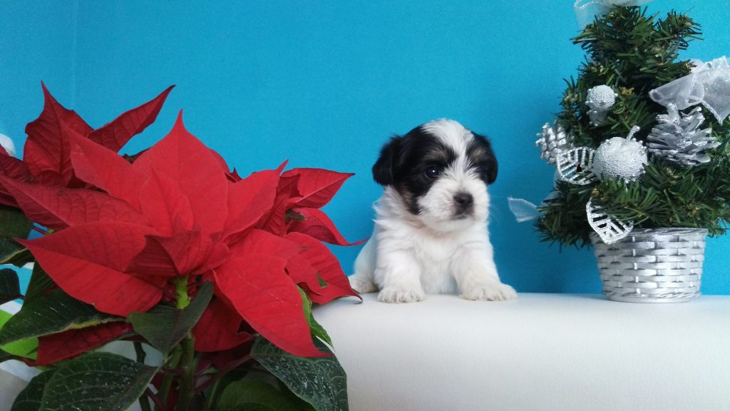 MORKY (Yorkshire terrier i maltezer) mali štenci, pomoć u odgoju i školovanju