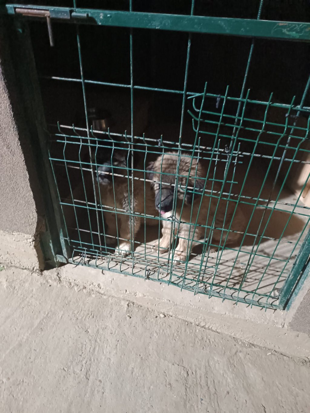 Štenci kavkaskog ovčara