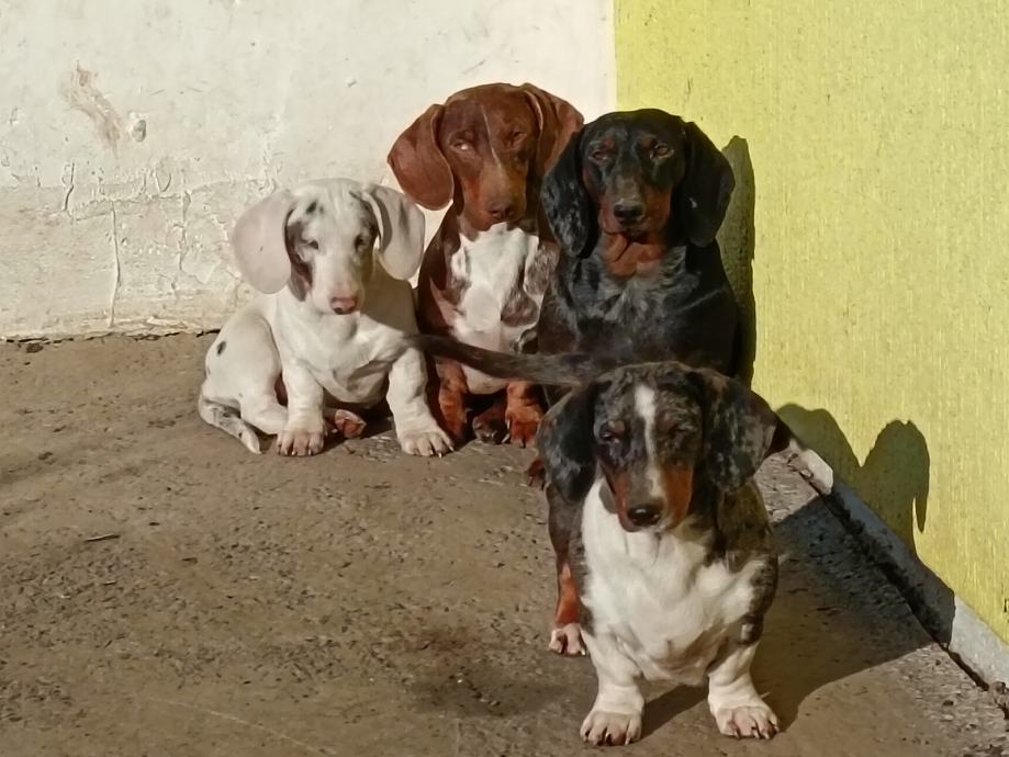 Jazavčar štenci merle