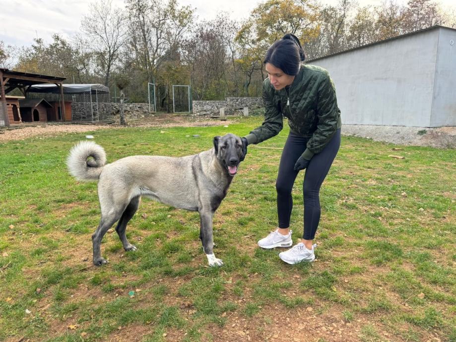 Kangal štenci