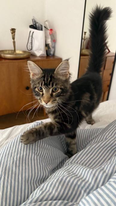 Maine Coon mačići