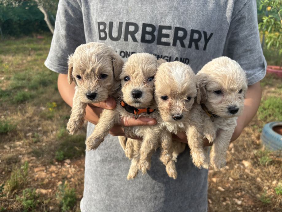 Maltipoo štenci