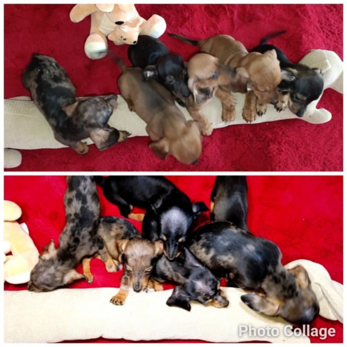 Jazavčari patuljasti i mini štenad raznih ekstra boja