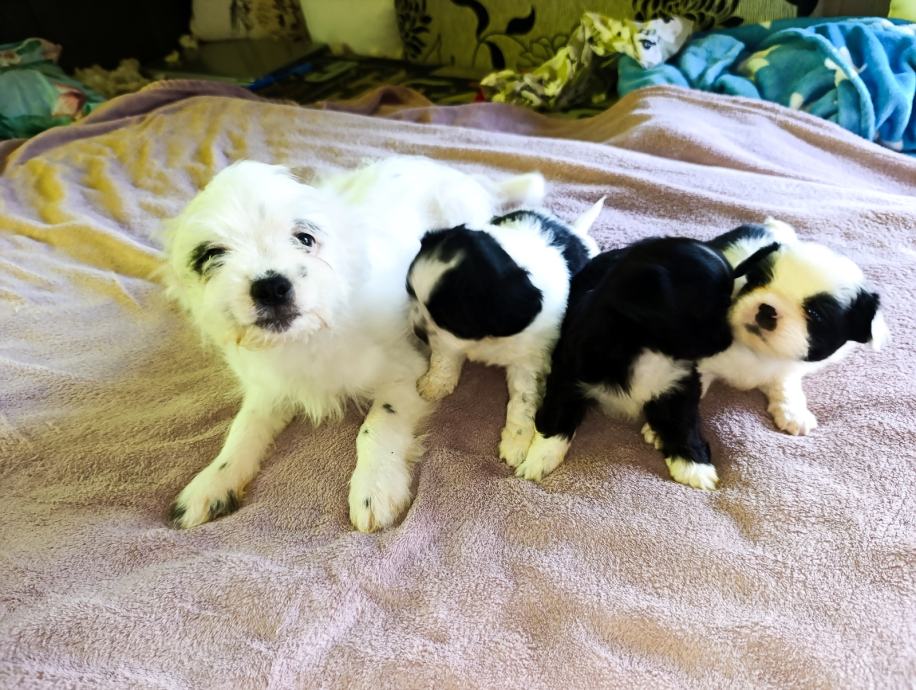 Shih Tzu štenci
