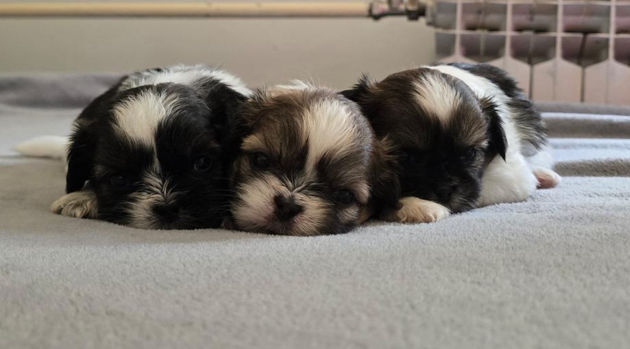 ŠI CU (Shih Tzu) šapice – Rezervacije!!