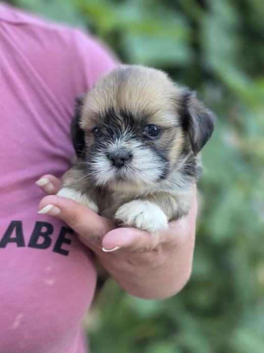 Štenci Lhasa Apso