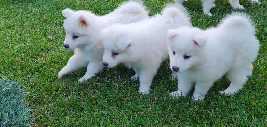 Samojed štenci