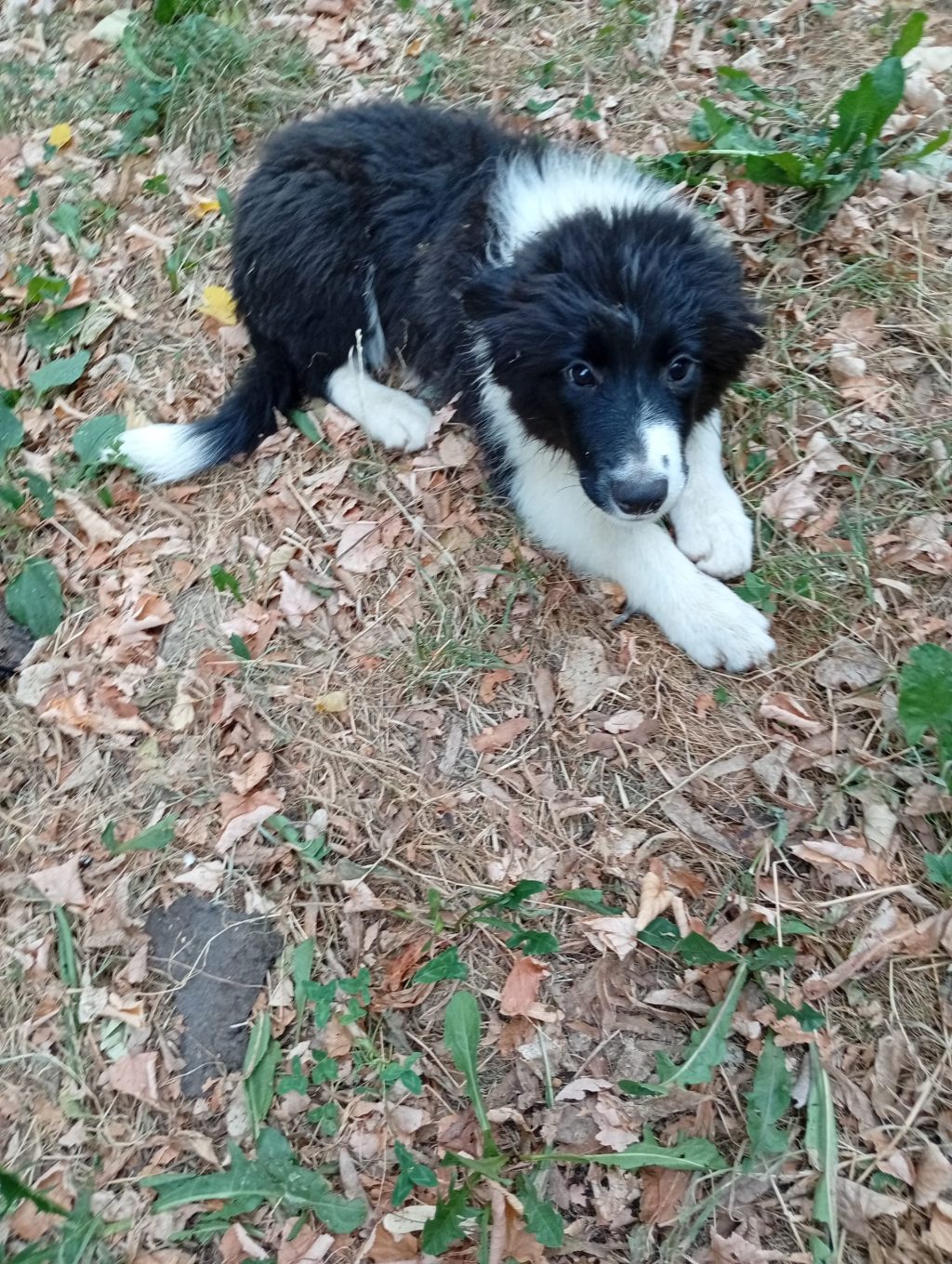 Border Collie štenci