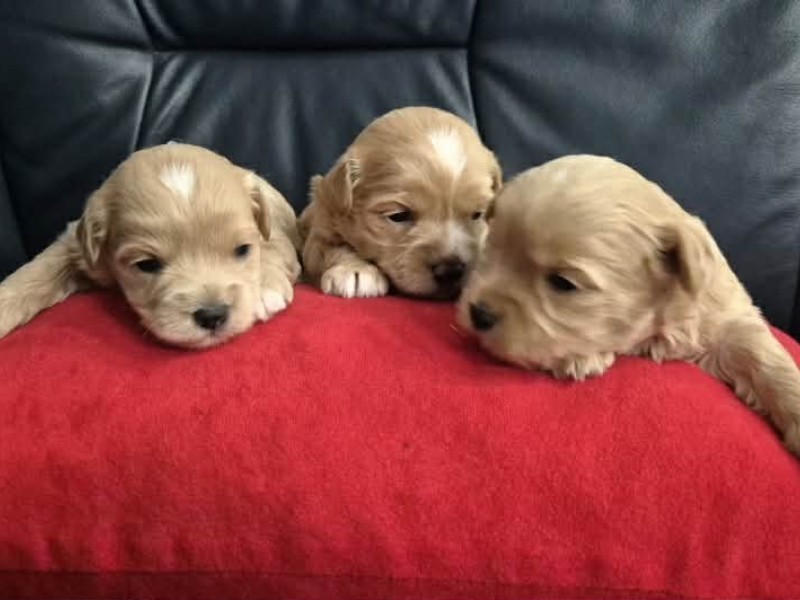Maltipoo štenci, prelepe bebe