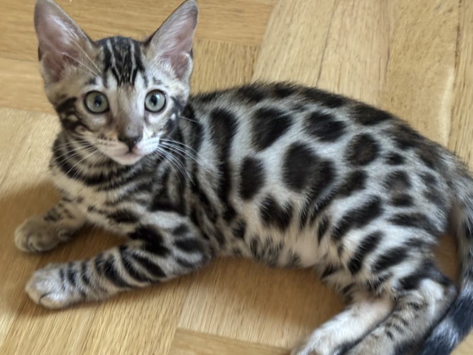Bengalska mačka, bengalski mačići