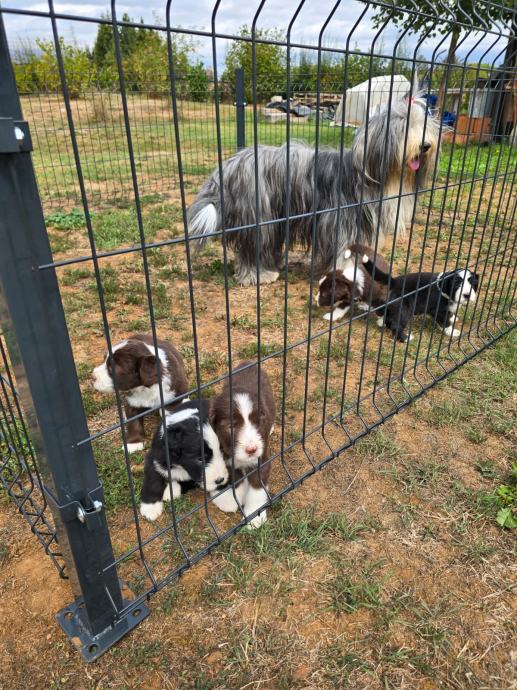 Bradati škotski ovčar (Bearded Collie): štenci dostupni za rezervacije