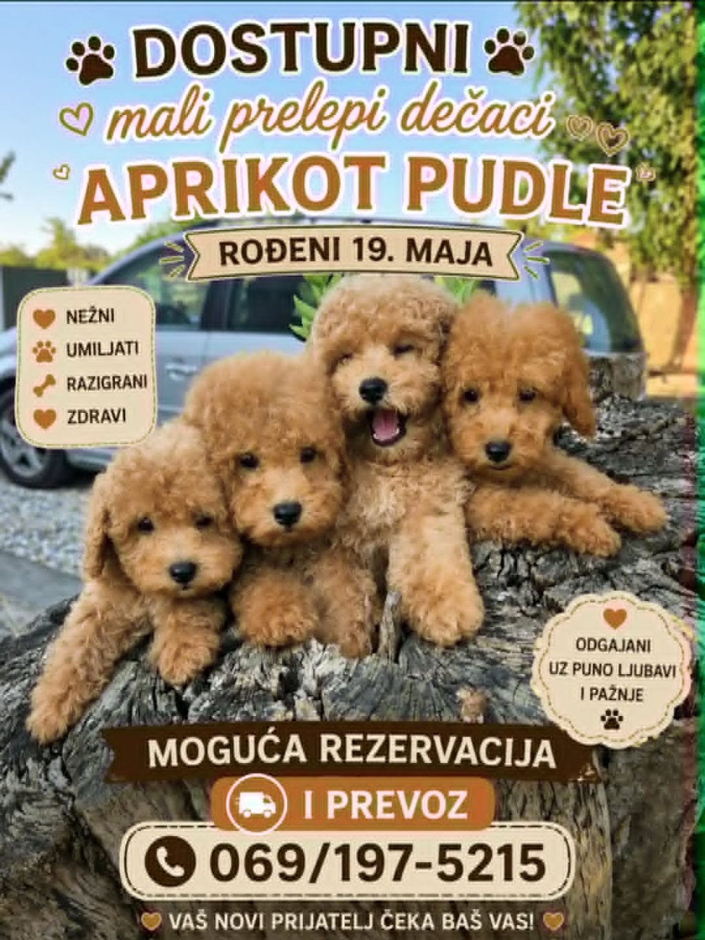 Pudle prelepi kučići
