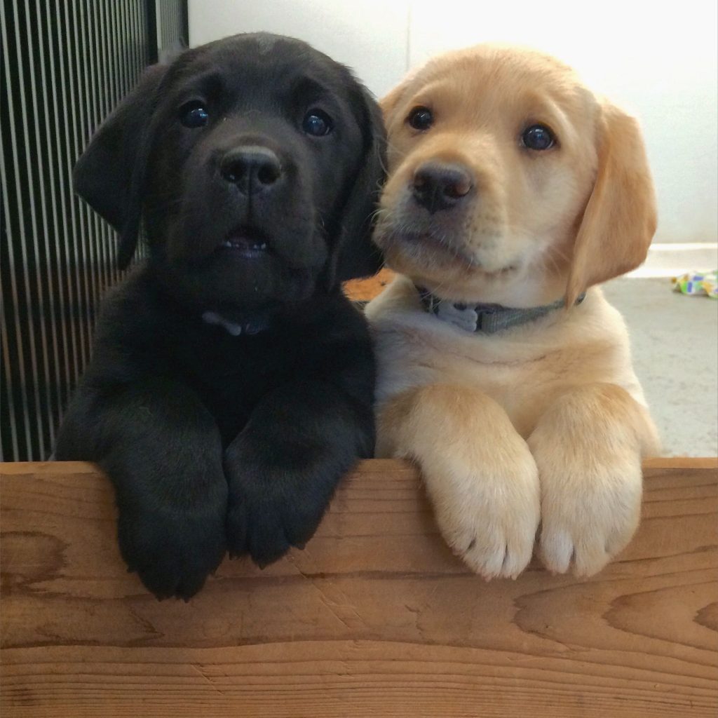 štenci labrador retrivera