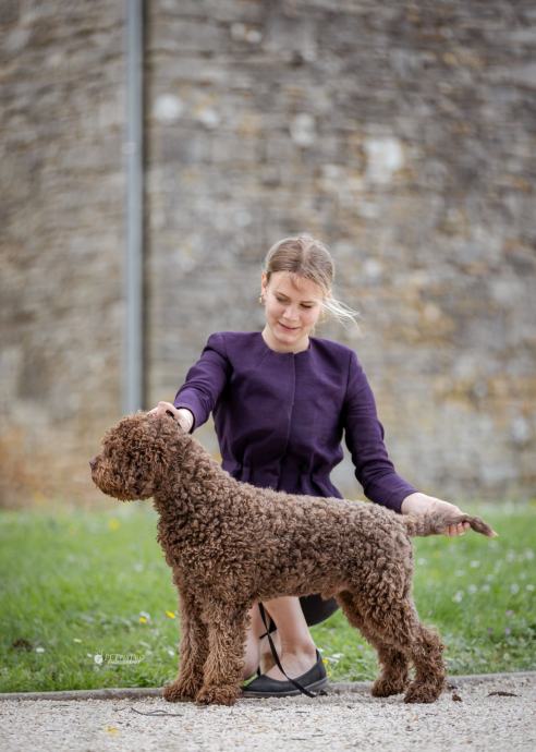 Lagotto Romagnolo mužjak za parenje - Junior Champion