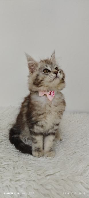 Maine Coon mačići