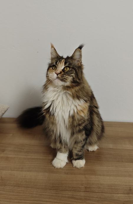 Maine Coon FIFe rodovnica