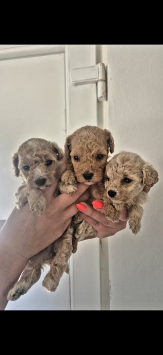 Mini/toy pudle