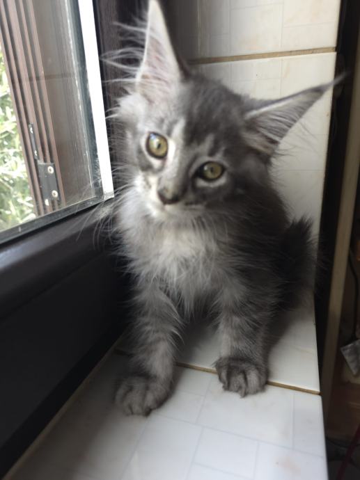 Maine Coon mačići
