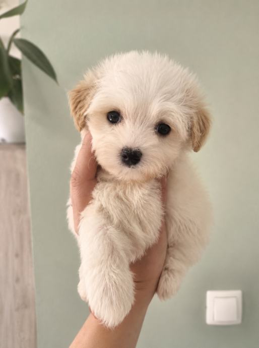 Maltipoo 1 dečko ostao