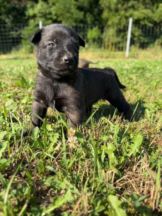 Štenci Belgijski Ovčar Malinois