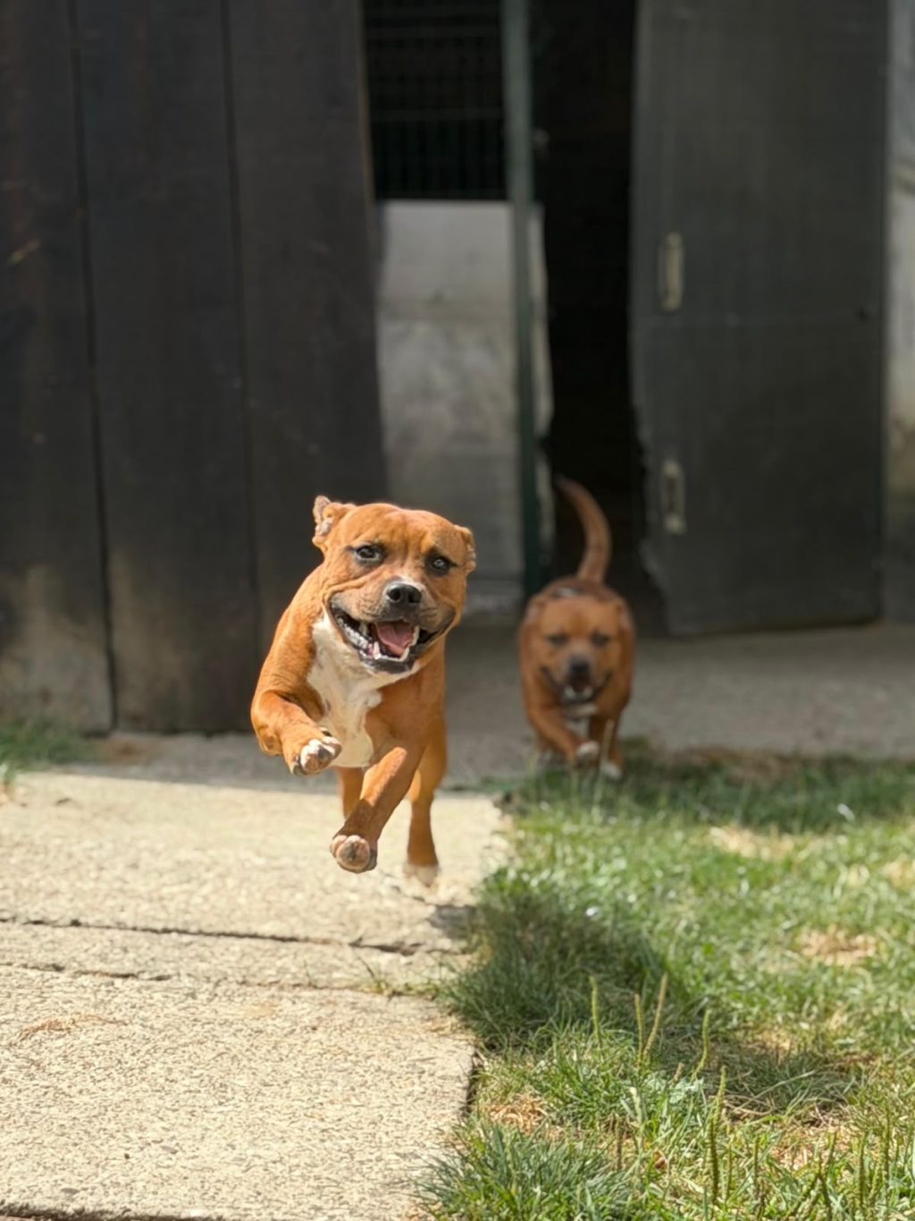 Štenci - Staffordski Bull Terrier