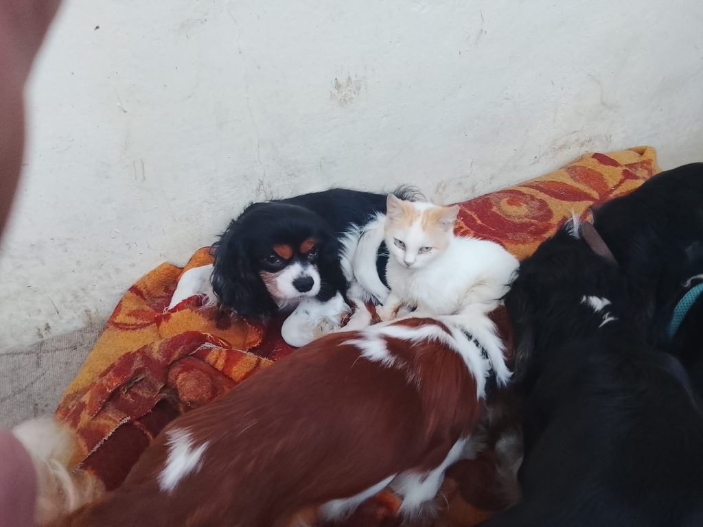 King Charles Spaniel