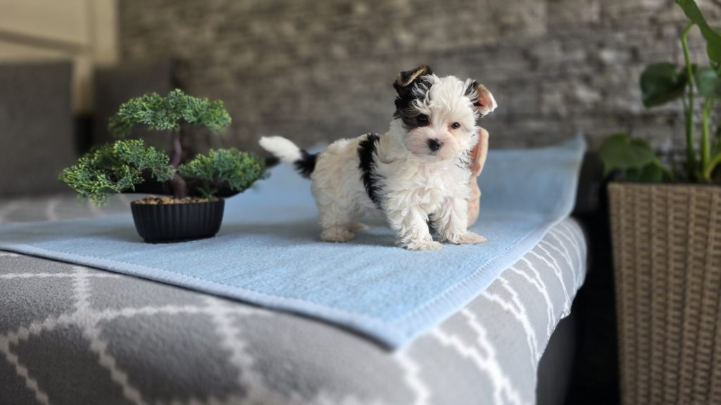 MORKY-Maltezer i Yorkshire terrier štenci