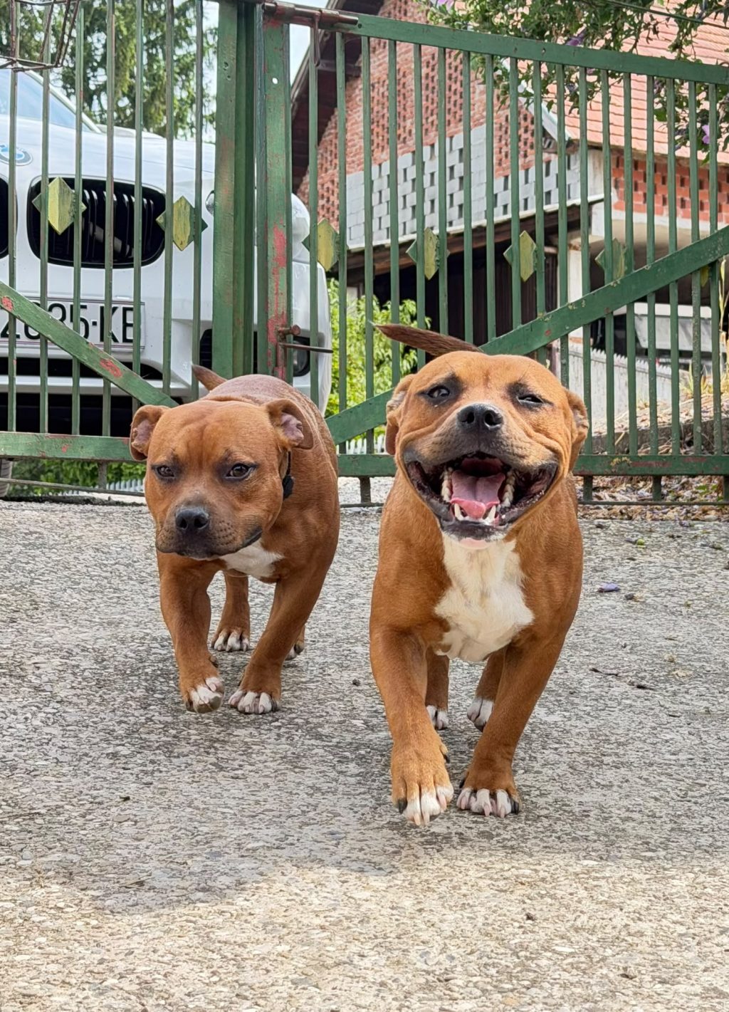 Staffordshire bull terrier