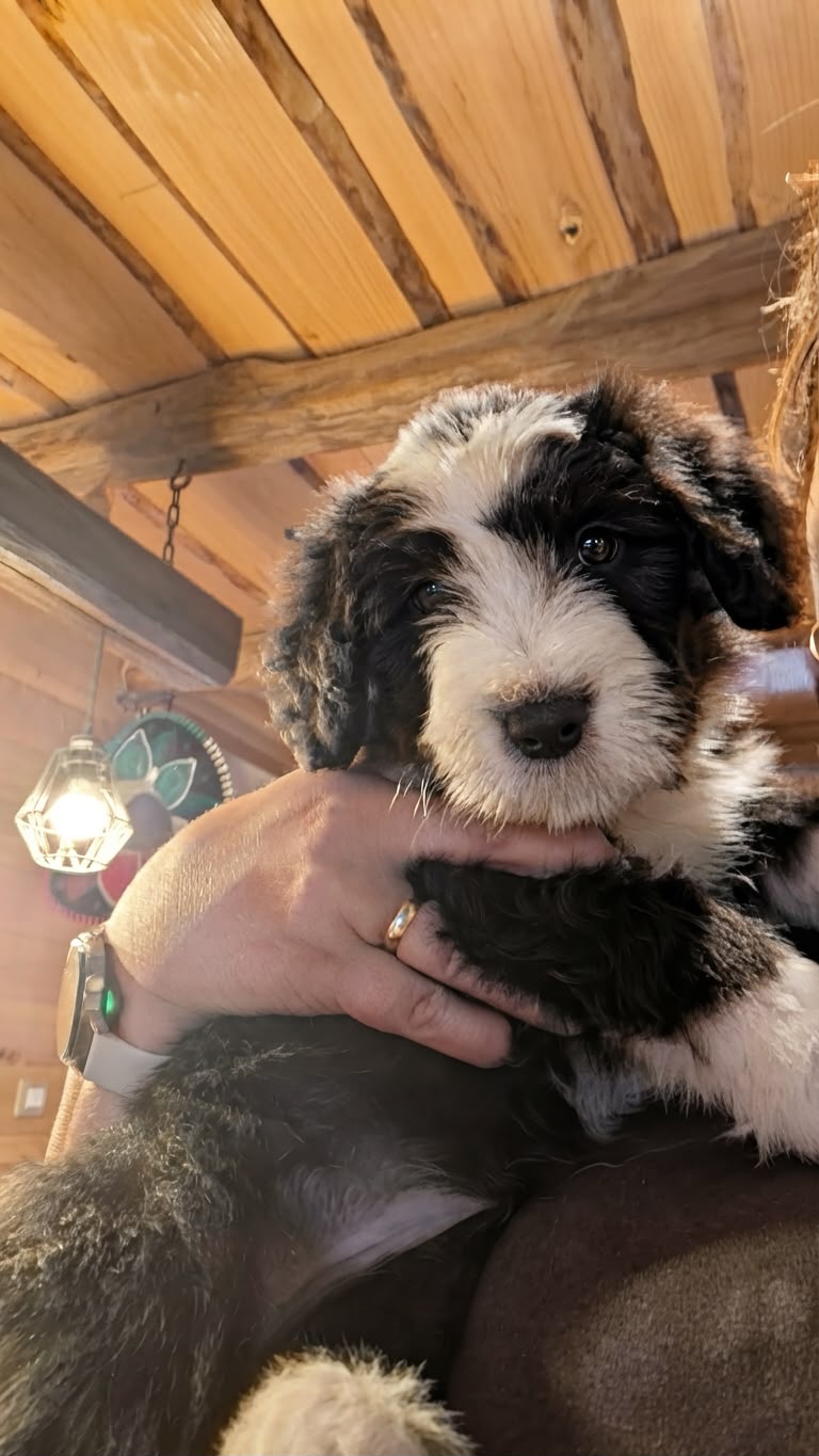Bradati škotski ovčar (Bearded Collie): štenci dostupni za rezervacije