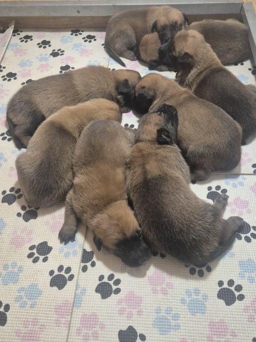 Belgijski ovčar Malinois – štenci s rodovnicom – DOGSSTAN